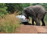 Атака слона