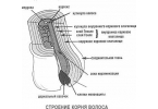 Все о волосах